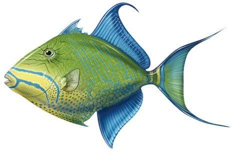 Queen Triggerfish