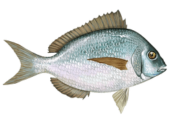 Scup